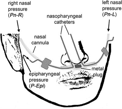 Automatic Processing of Nasal Pressure Recordings to Derive Continuous Side-Selective Nasal Airflow and Conductance